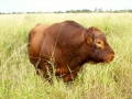 ...Red Angus...