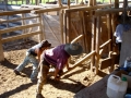...work in the corral...